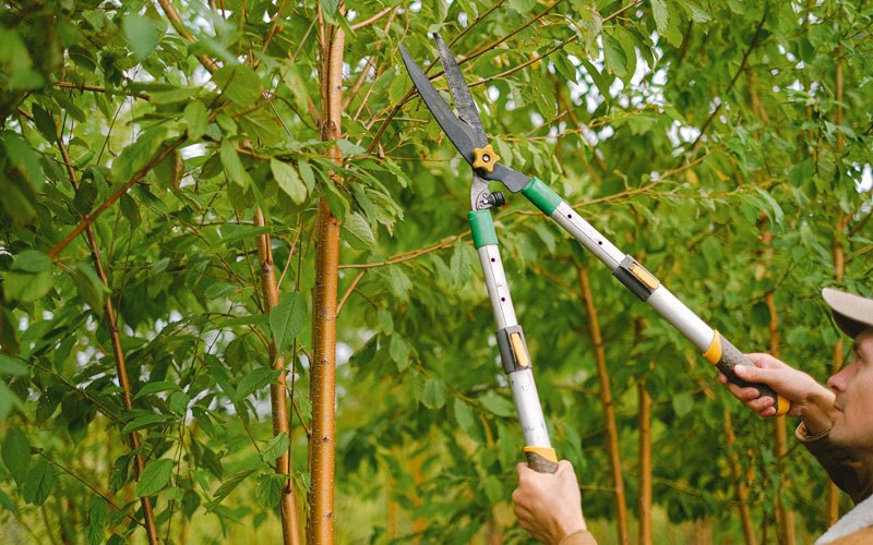Tree trimming in Catano, PR